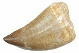Fossil Mosasaur (Thalassotitan) Tooth - Morocco #353231-1